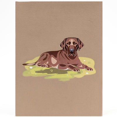 Hund Labrador Pop-Up Karte (Braun)