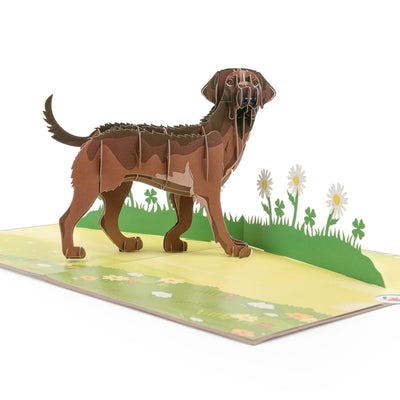 Hund Labrador Pop-Up Karte (Braun)