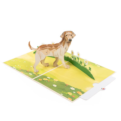 Hund Labrador Pop-Up Karte (Beige)