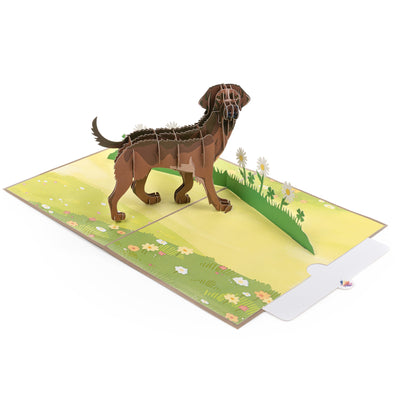 Hund Labrador Pop-Up Karte (Braun)