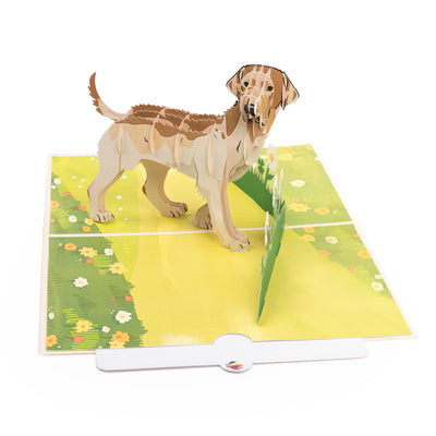 Hund Labrador Pop-Up Karte (Beige)