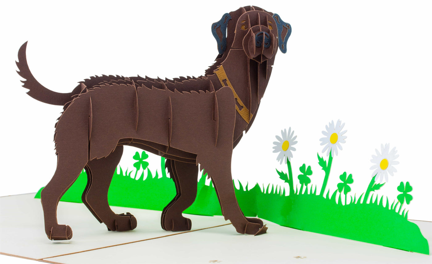 Labrador Braun Pop-Up Karte