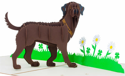 Labrador Braun Pop-Up Karte